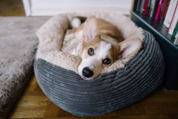 Finding the perfect dog bed is more than just about giving your furry friend a cozy place to sleep. It is about providing the right balance of support